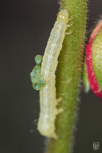 Euplectrus sp.